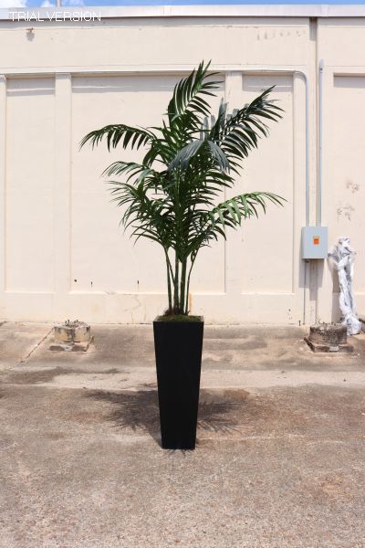 Lira Tall Palm Tree