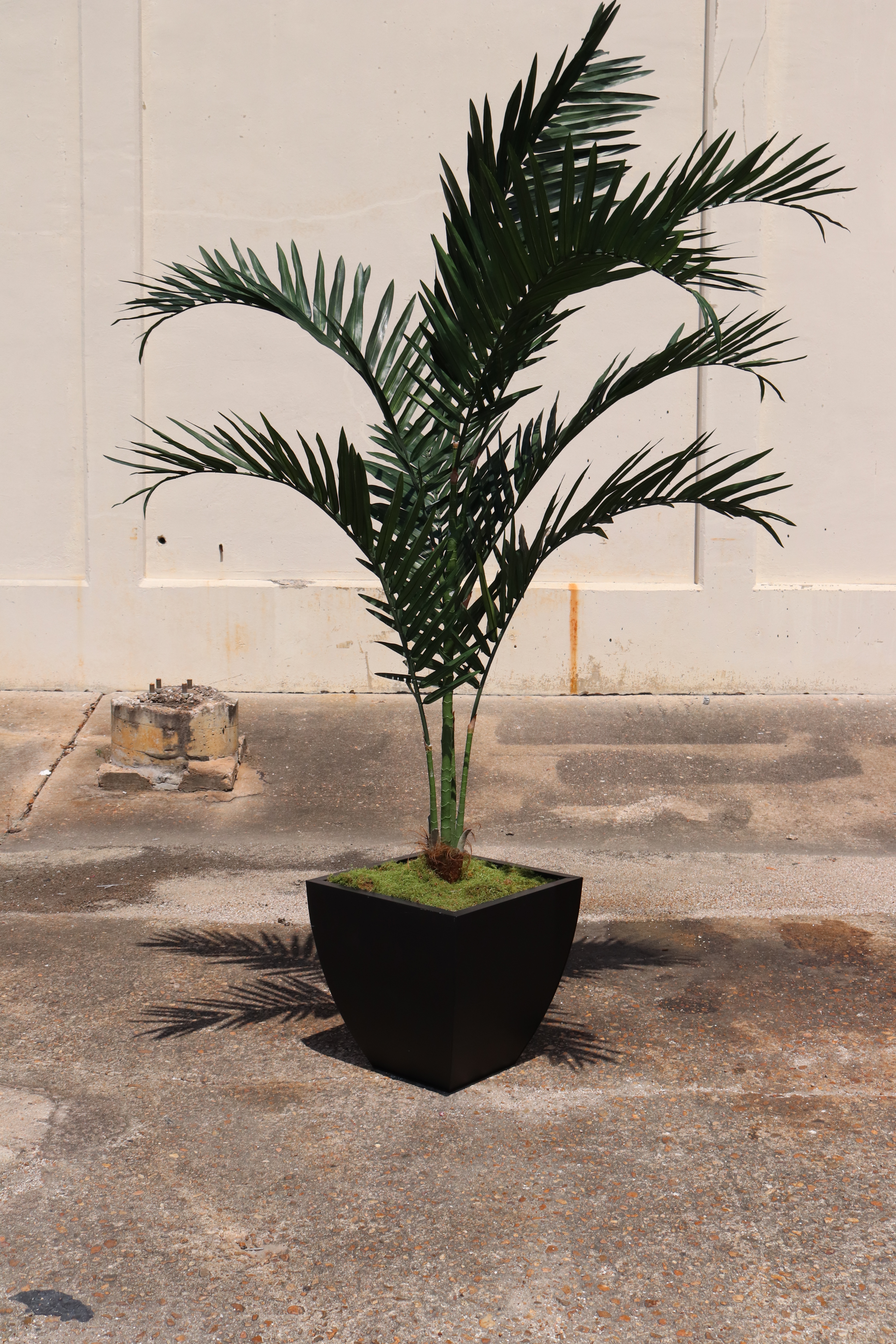 Lira Palm Tree