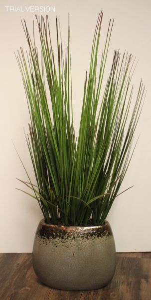 Darlene Plant