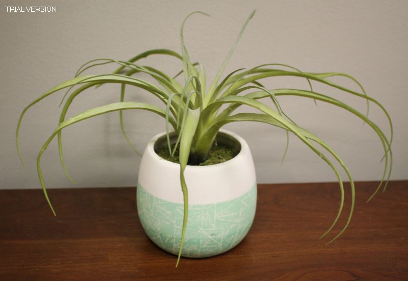 Spider Plant