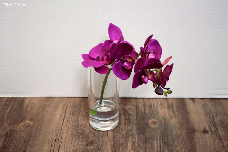 Fuchia Orchid