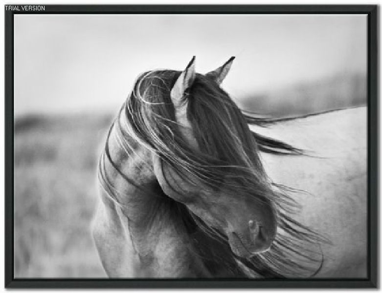 Black Beauty Framed Art