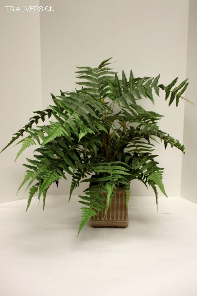 Swordfern In Terracotta Pot