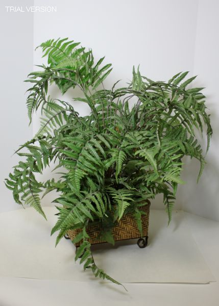 Floral Sword Fern