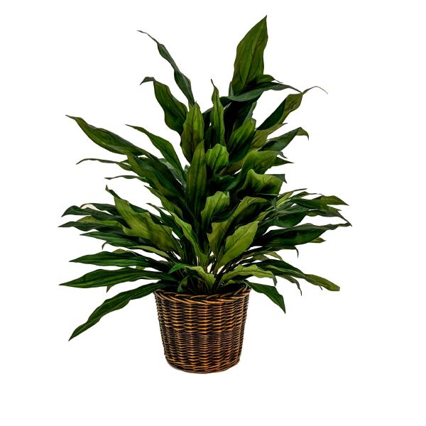 Aspidistra