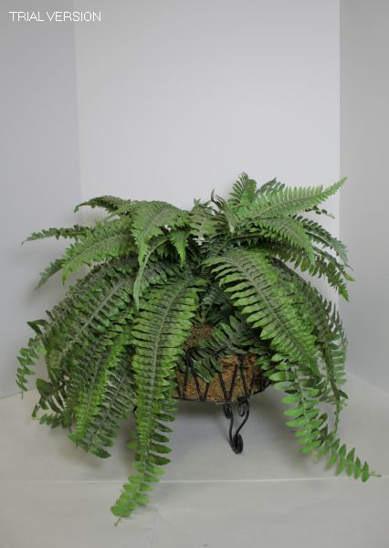 Boston Fern In Wire Basket