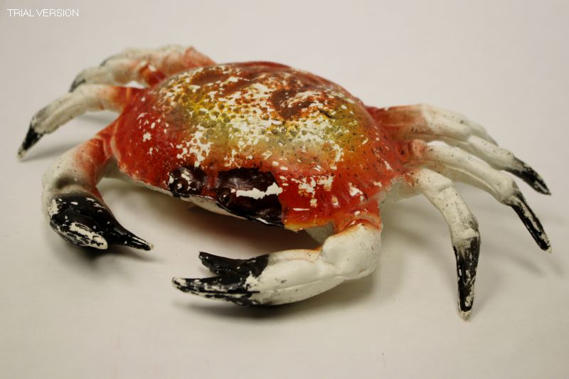 Crab