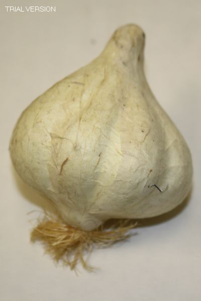 Garlic Clove