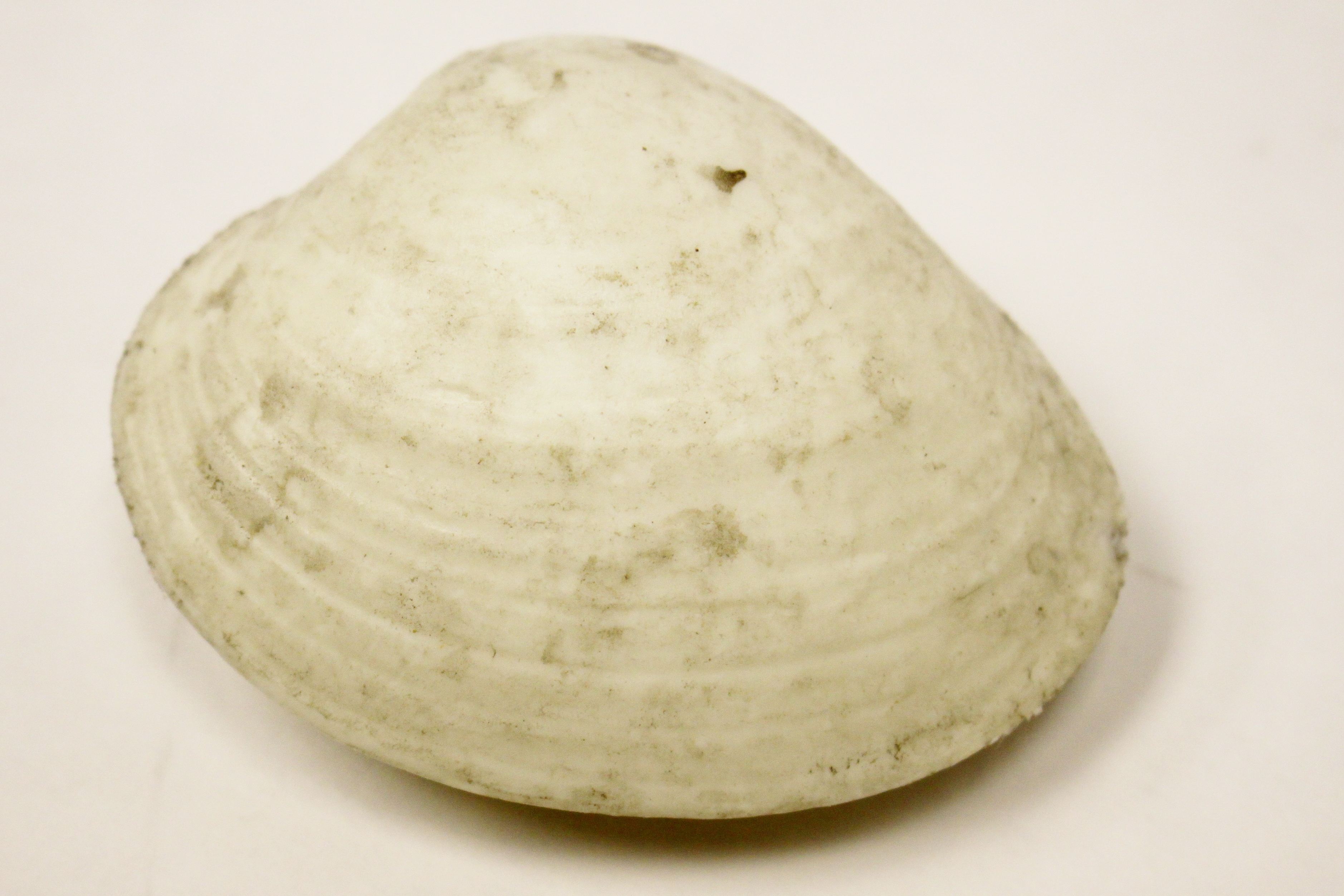 Clam Shell White