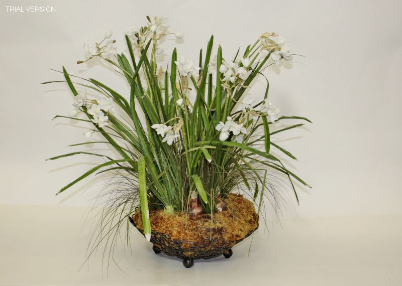 Paper Whites In Bowl