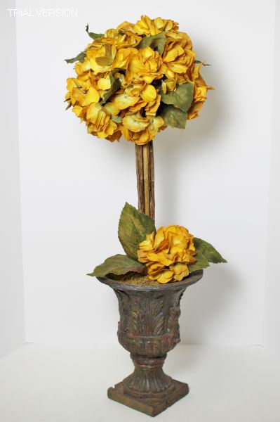 Topiary - Gold Hydrangeas