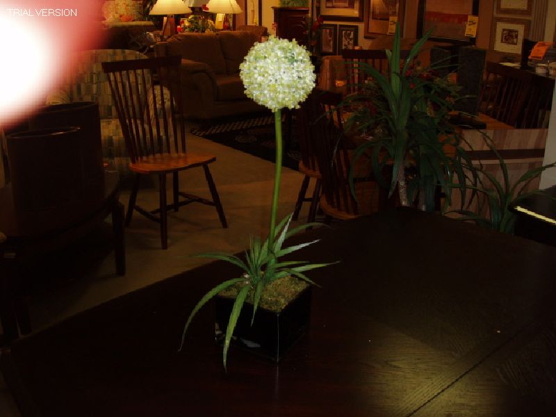 Floral-White Agapanthus