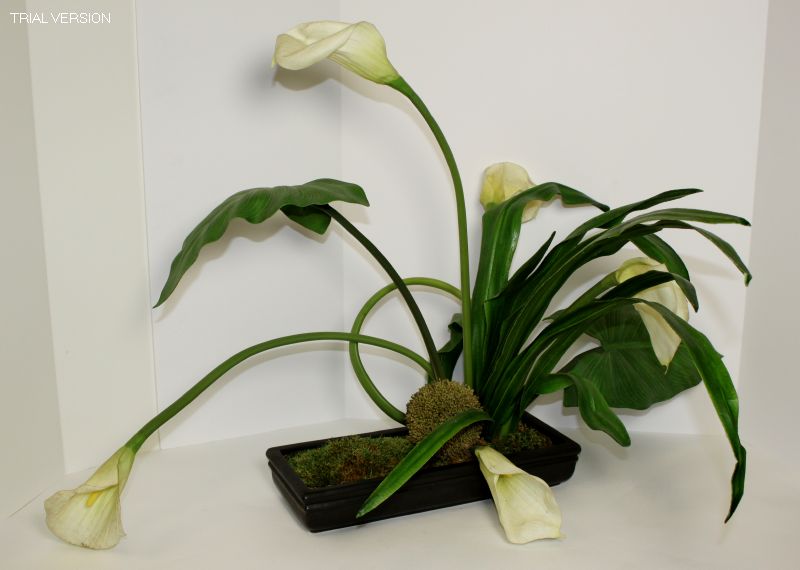 Floral-Calla Lilly, Rec Cont