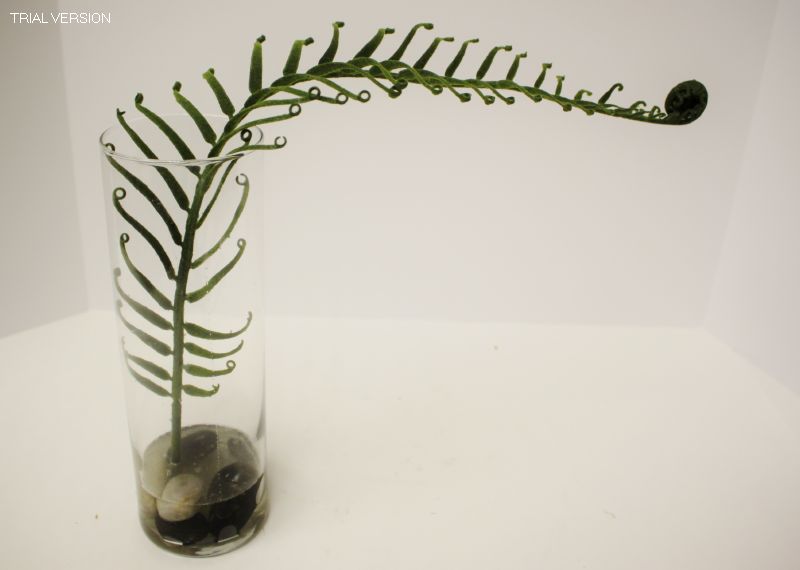 Fiddle Fern-Glass Cylinder