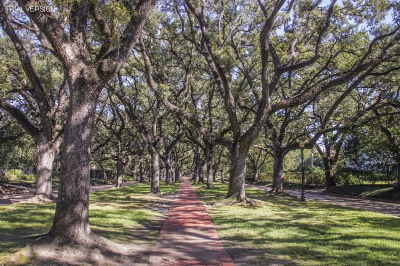 Houston Cityscapes V: North Boulevard