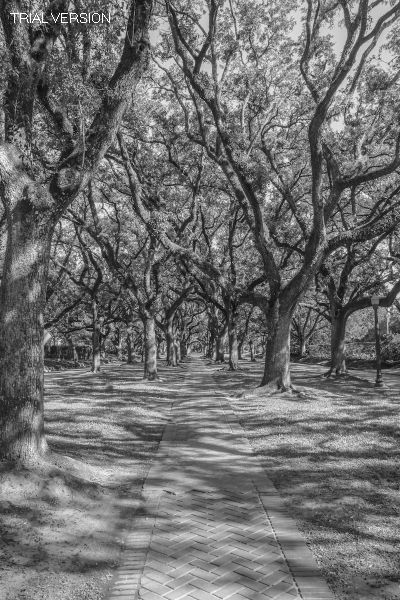 Houston Cityscapes Ix: Boulevard Oaks