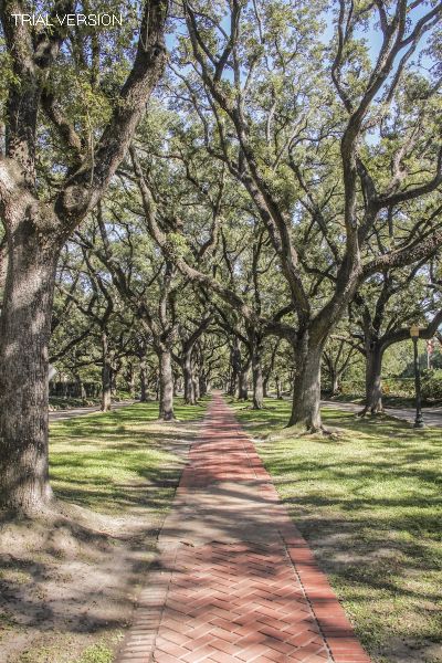 Houston Cityscapes Xix: The Oaks