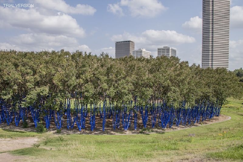 Cityscapes: The Blue Trees