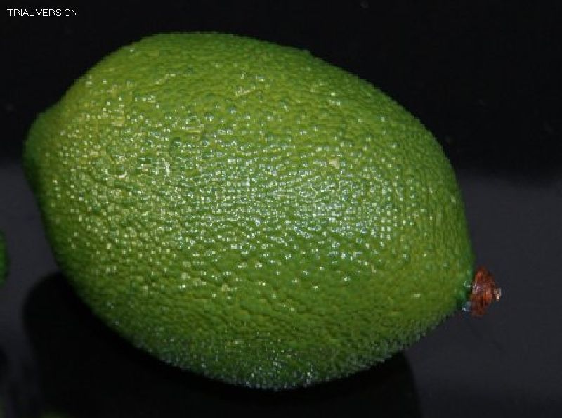 Jumbo Lime